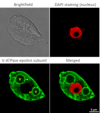 V-ATPase | Epsilon subunit of tonoplast H+ATPase (affinty purified, goat antibody) in the group Antibodies Plant/Algal / Membrane Transport System / Vacuolar membrane at Agrisera AB (Antibodies for research) (AS09 577A)